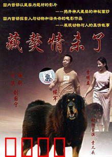 藏獒情未了:忠诚相伴到永远
